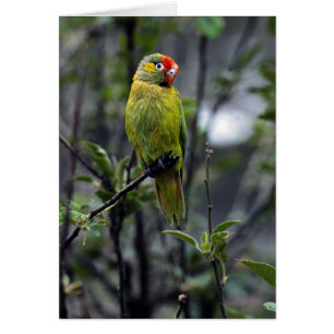 Varied lorikeet, Australia