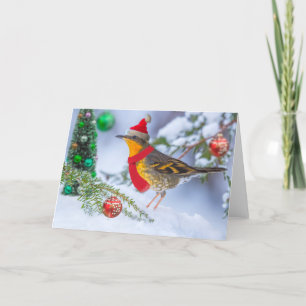 Varied Thrush Christmas Holiday Card