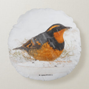 Varied Thrush Songbird on Snowy Winter Day Round Cushion