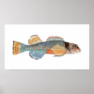 Variegate Darter Poster