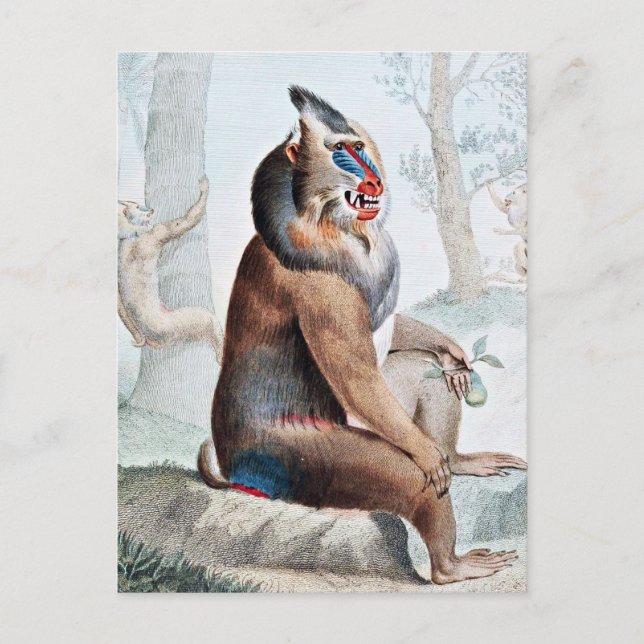 Variegated Baboon Vintage Art Postcard (Front)