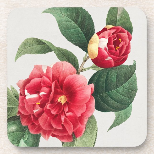 Variegated Camellia, Pierre-Joseph Redouté, 1833 Coaster (Front)