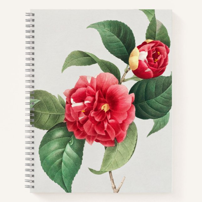 Variegated Camellia, Pierre-Joseph Redouté, 1833 Notebook (Front)