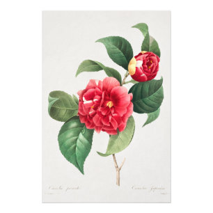 Variegated Camellia, Pierre-Joseph Redouté, 1833 Photo Print
