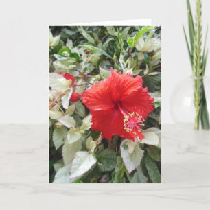 Variegated Hibiscus Holiday Card