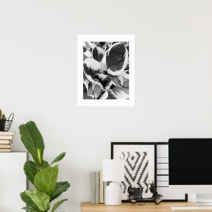 Variegated Hosta Black and White Floral Poster