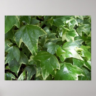 Variegated ivy poster