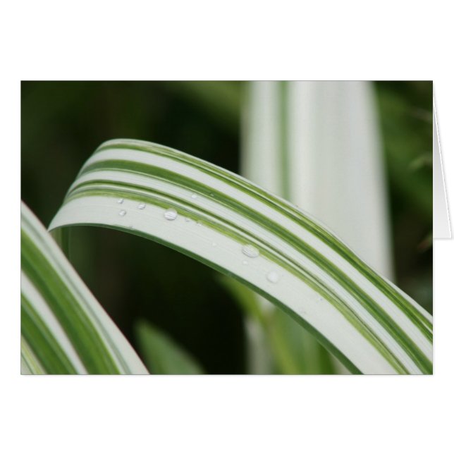 Variegated Kwanzo Daylily (Front Horizontal)