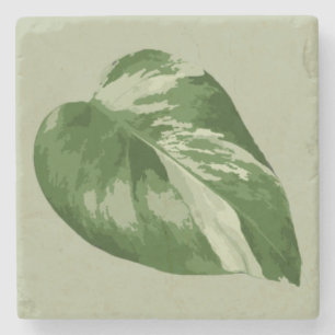 Variegated Monstera Leaf Coaster – Real Plant Art