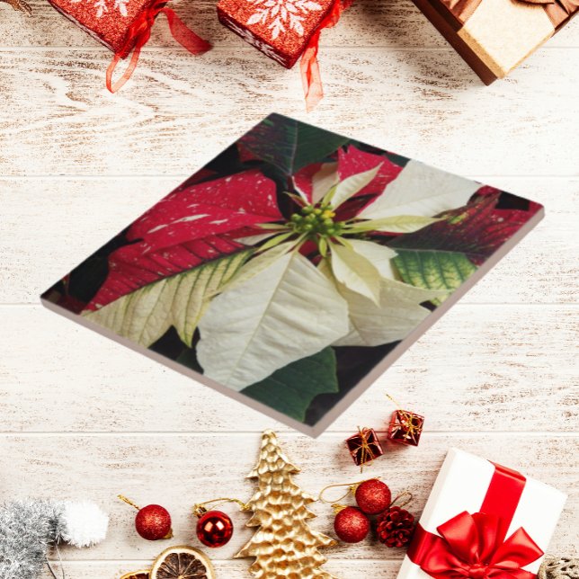 Variegated Poinsettia Floral Holiday Tile (In Situ Angled)