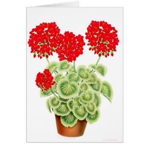 Variegated Red Geraniums Card