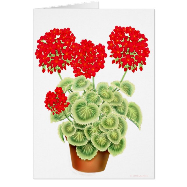 Variegated Red Geraniums Card (Front)