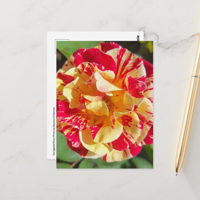 Variegated Red & Yellow Rose Postcard (Front/Back In Situ)