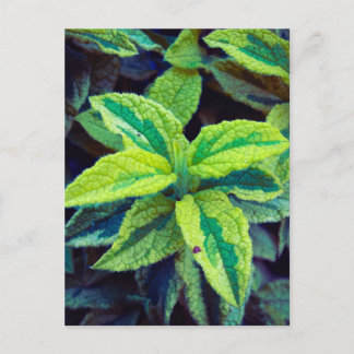 Variegated Sage Postcard