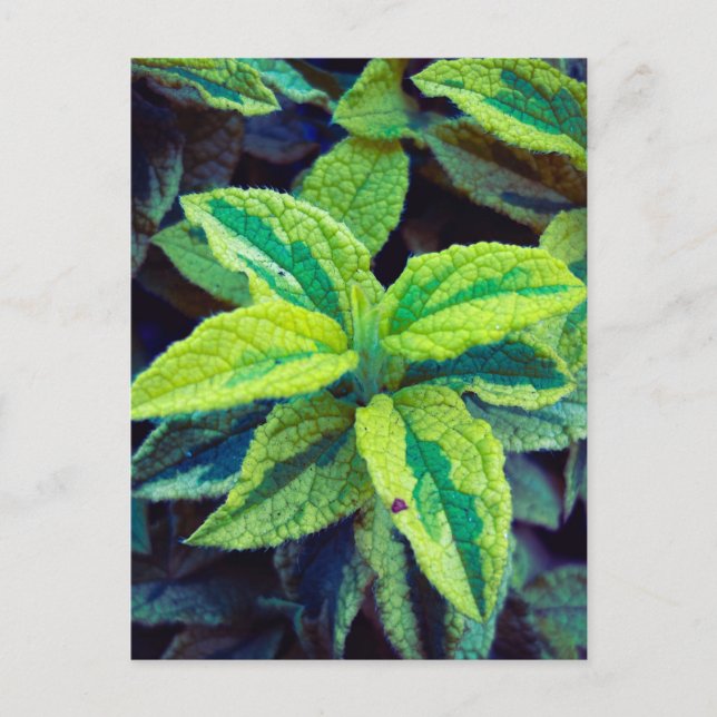 Variegated Sage Postcard (Front)