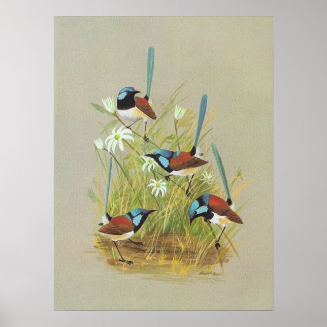 Variegated Wren - Malurus lamberti Poster (Front)