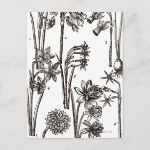 Varieties of Jonquils Postcard