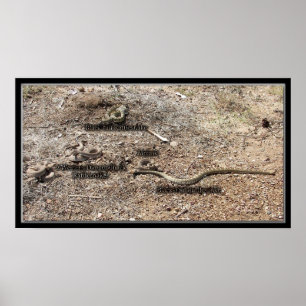 Variety Of Congress, Arizona Rattlesnakes Poster