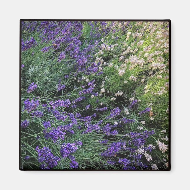 Variety of Lavender Magnet (Front)