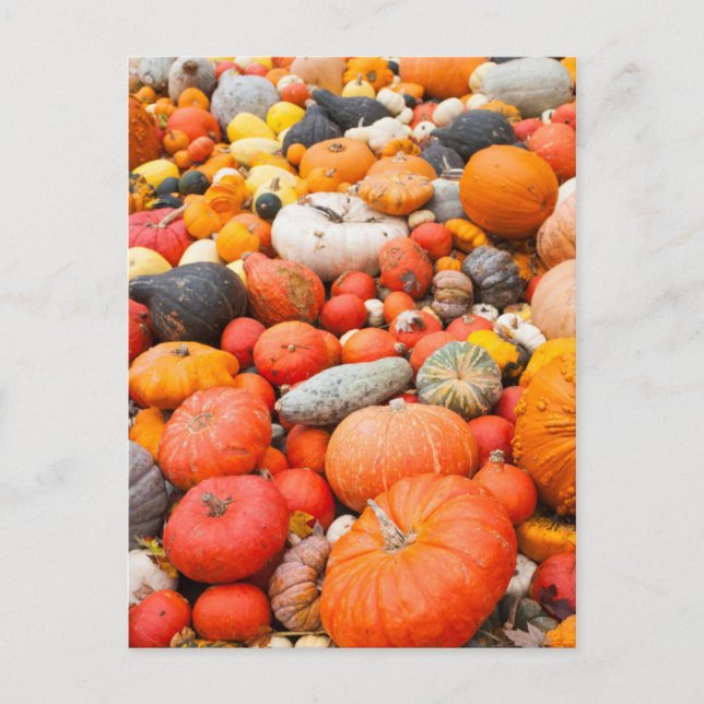 Variety of squash for sale, Germany Postcard (Front)