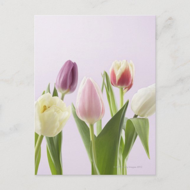Variety of Tulips Postcard (Front)