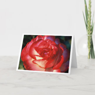 Varigated Rose Card