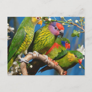 Various Birds Postcard