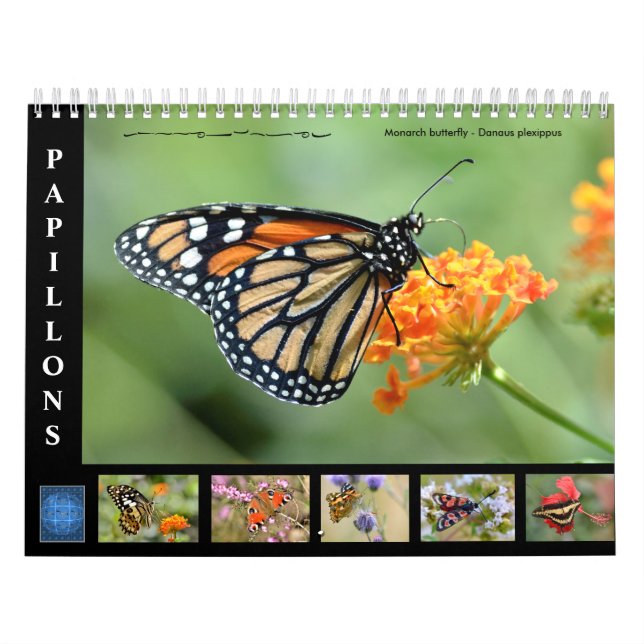 Various butterflies 12 month calendar (Cover)
