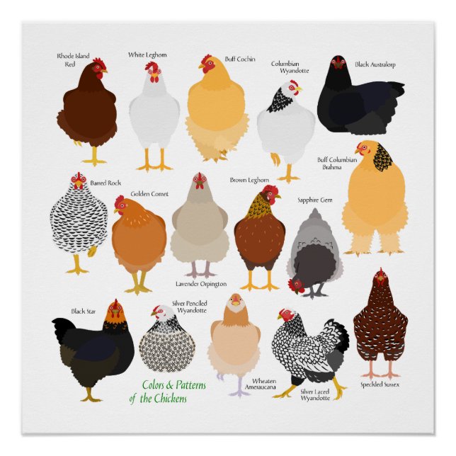 various colors&patterns chickens poster (Front)