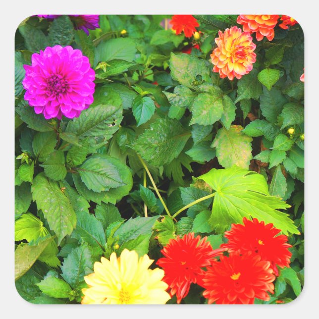 Various Dahlias #1-1 Stickers (Front)