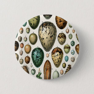 Various kinds of Egg Scientific Illustration 6 Cm Round Badge