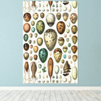 Various kinds of Egg Scientific Illustration
