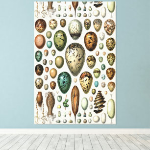 Various kinds of Egg Scientific Illustration Canvas Print