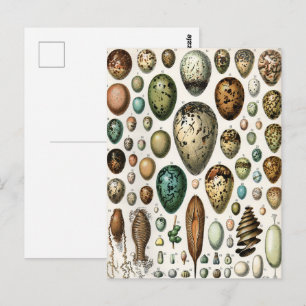 Various kinds of Egg Scientific Illustration Postcard