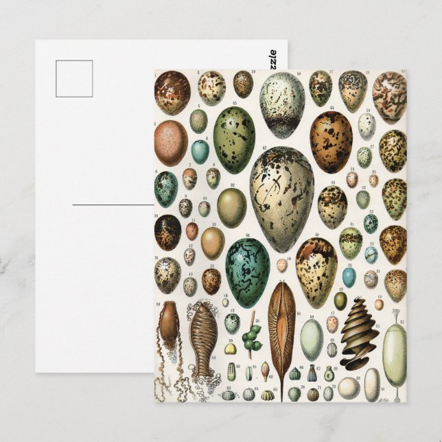 Various kinds of Egg Scientific Illustration Postcard (Front/Back)