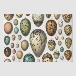 Various kinds of Egg Scientific Illustration Tissue Paper