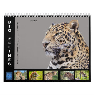 Various large cat-like 12 month calendar