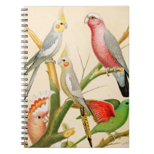 Various parakeets notebook