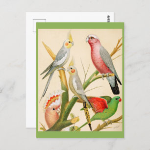 Various parakeets postcard