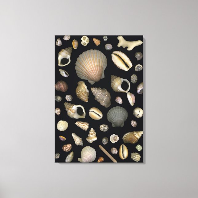 Various sea shells canvas print (Front)