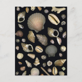 Various sea shells postcard
