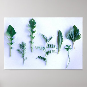 Various Shape Green Leaves Nature Feel Poster