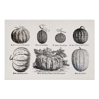 Various species of melons poster