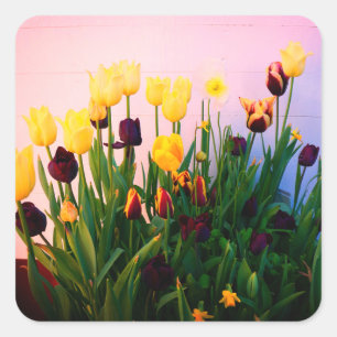 Various Tulips Stickers
