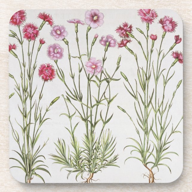 Various varieties of Dianthus, from the 'Hortus Ey Coaster (Front)