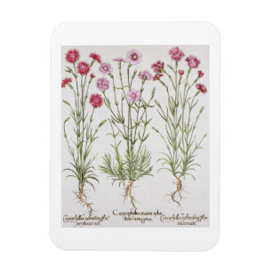 Various varieties of Dianthus, from the 'Hortus Ey Magnet
