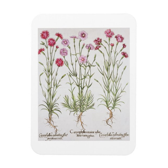 Various varieties of Dianthus, from the 'Hortus Ey Magnet (Vertical)