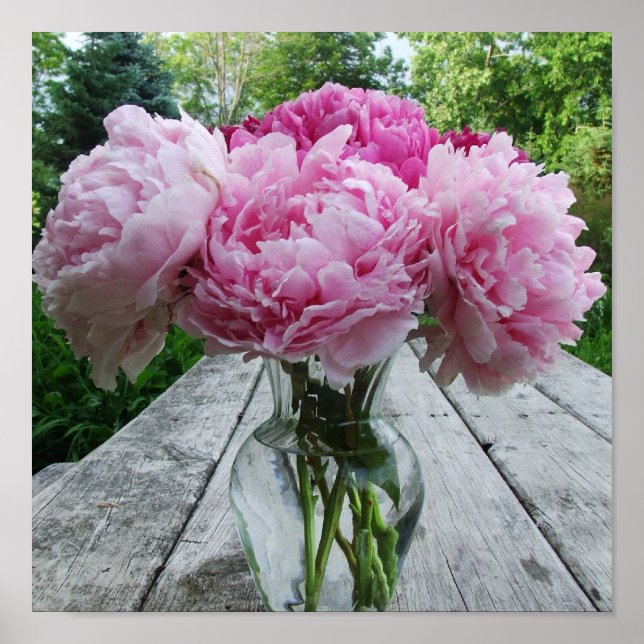 Vase of Pink Peonies Poster Print (Front)