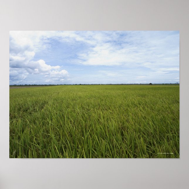 vast open rice fields poster (Front)
