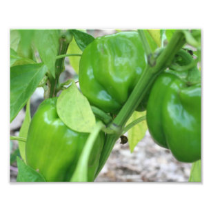 Vegetable Garden Green Peppers 10x8 Photo Print